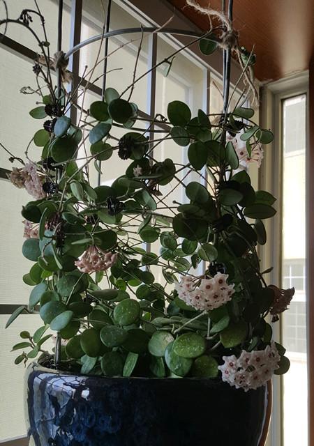 球兰花开花季节详解（探秘球兰花盛开的时间及相关知识）