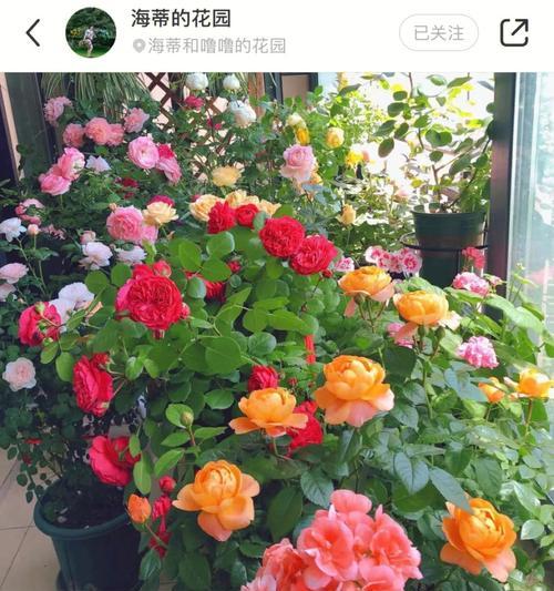 月季养殖技巧与方法（打造美丽花园，从养好月季开始）