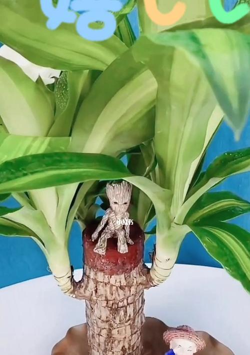 巧克力之树——巴西木的养护秘籍（从种子发芽到成树的全过程，不可忽视的5个关键步骤）
