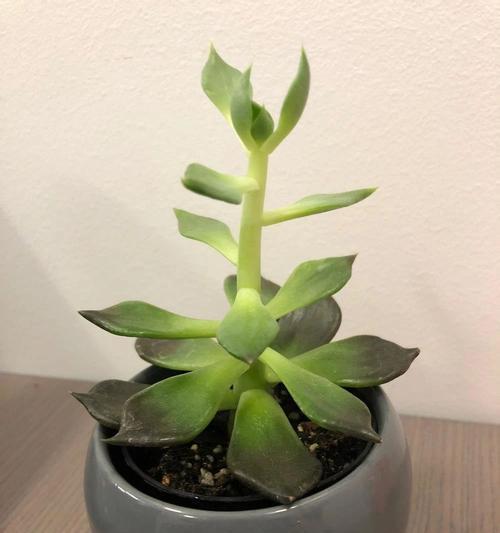 打造多肉植物爆盆秘籍（多肉植物的养殖技巧及爆盆的实现）