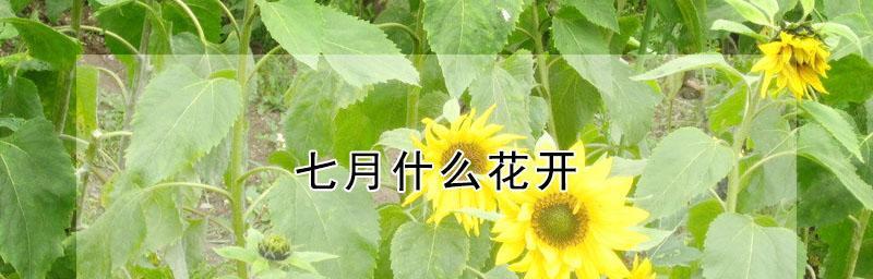 七月花海盛放（迎接盛夏花朵的绚烂）