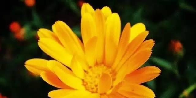 金盏花的花语与疗效（传承千年的草本奇葩）