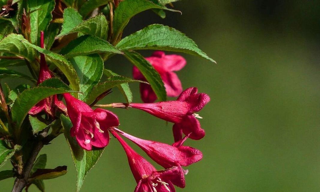 锦带花（神秘而迷人，锦带花的花语传达情感之美）