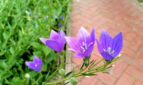 桔梗花的象征意义（探究桔梗花的文化象征与内涵）