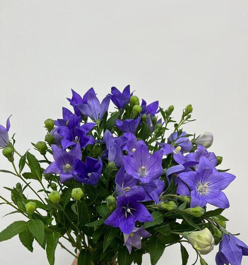 桔梗花语的意义和象征（解析桔梗的花语及其传承）