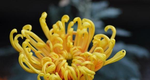 白菊花的象征意义（揭开白菊花的花语之谜）