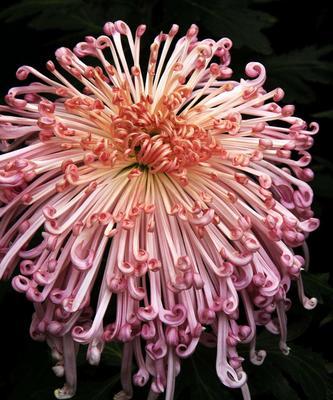 菊花的特点与象征意义（探寻菊花的美丽和深远意义）
