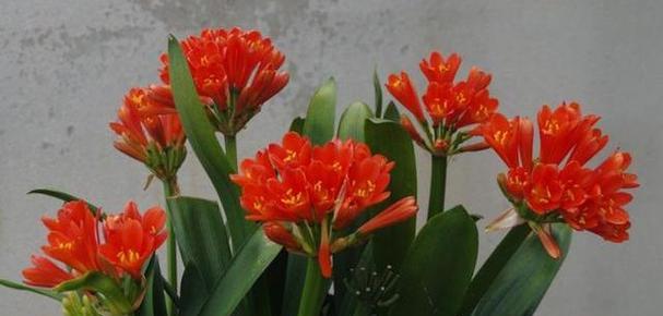 君子兰突然开花，意味着什么？（探寻君子兰开花背后的奥秘与象征）