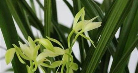 探秘兰花的花语之美（解读兰花的寓意与象征）