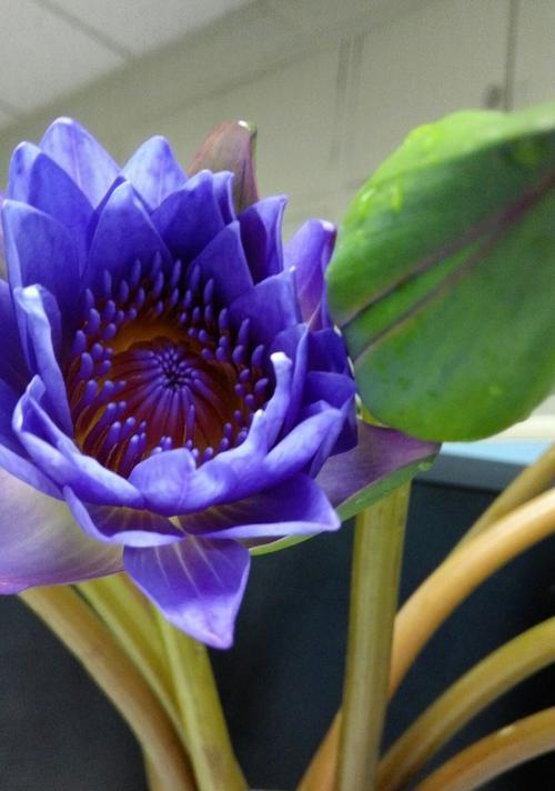 蓝莲花的寓意与象征意义（探寻蓝莲花的深层内涵）