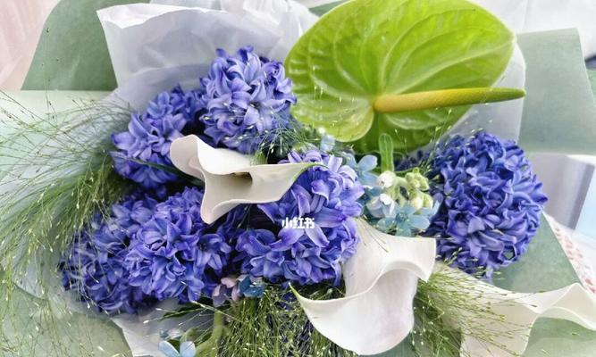蓝色风信子花语的神秘之谜（探寻蓝色风信子的花语背后的秘密）