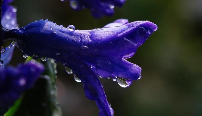 蓝色风信子花语的神秘之谜（探寻蓝色风信子的花语背后的秘密）