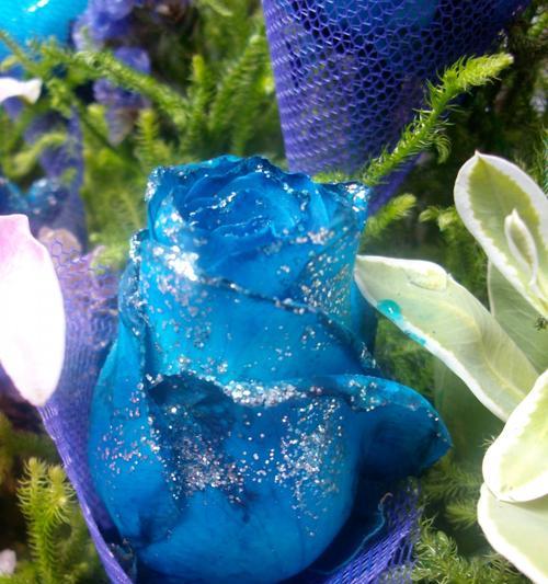 蓝色玫瑰花语（探索蓝色玫瑰花所带来的情感和象征意义）