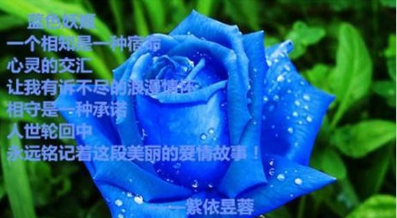 蓝色妖姬花语（解析蓝色妖姬花的花语与意义）