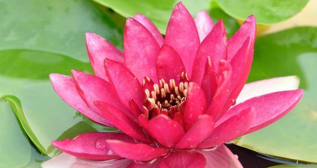 莲花花语的含义及象征（深入探索莲花的内涵与意义）