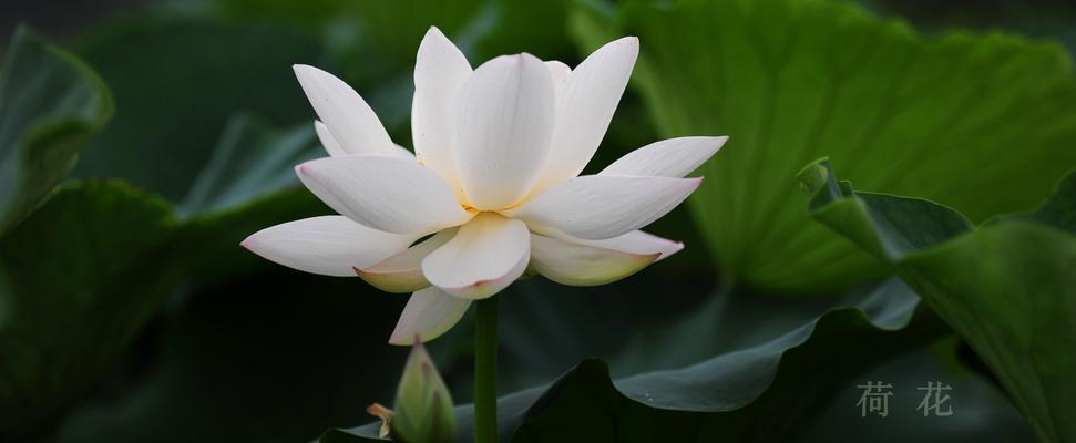 莲花花语的含义及象征（深入探索莲花的内涵与意义）