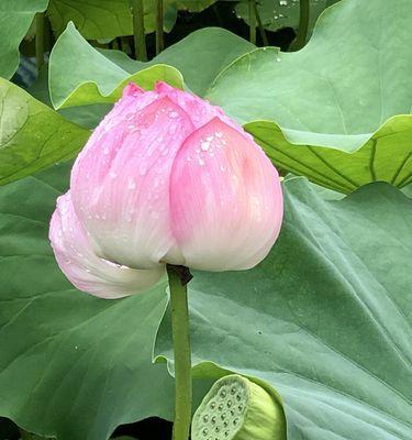 莲花（探寻莲花的深层寓意）