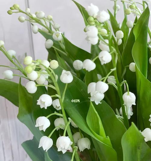 铃兰花语（铃兰花的花语及其象征意义）