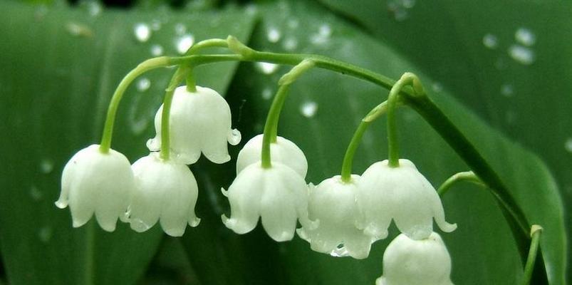 铃兰花的花语与象征意义（探寻铃兰花的神秘之处）