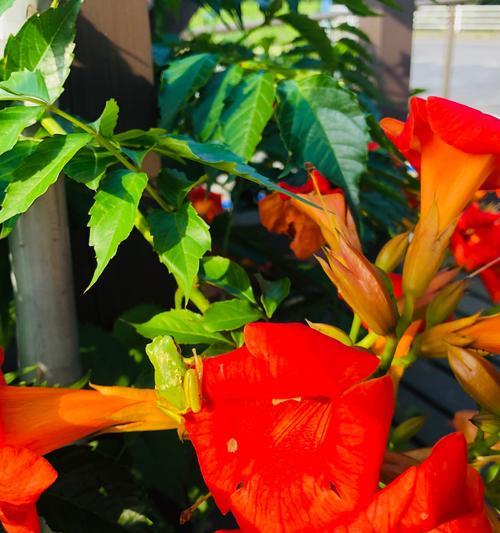 凌霄花的花语与含义（凌霄花的神秘与美丽）