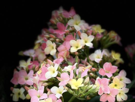 长寿花的花语与寓意（解读长寿花的15种花语，传递吉祥寓意）