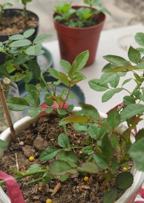 养花常见病虫害及防治方法（全面了解花卉病虫害的防治方法，让你的花儿健康成长）