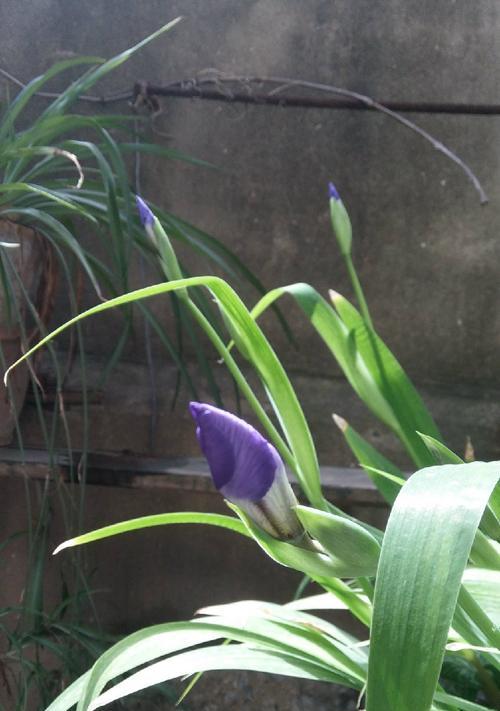 鸢尾花盆栽养殖的全面指南（如何在家里成功种植鸢尾花？-鸢尾花、盆栽、养殖）