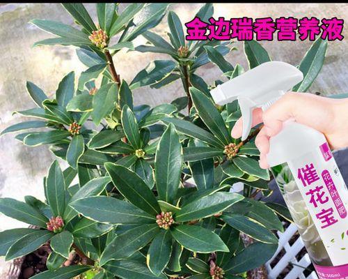 瑞香的肥料选择（了解瑞香的喜好，选择正确的肥料）
