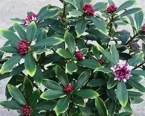 瑞香的肥料选择（了解瑞香的喜好，选择正确的肥料）