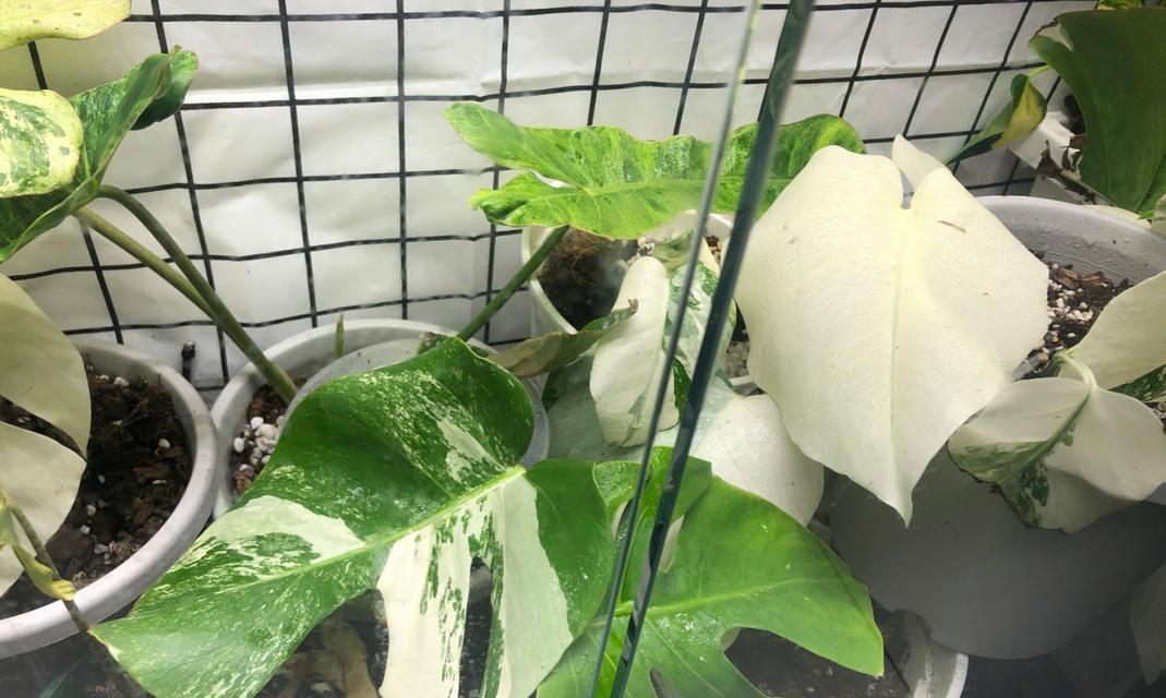 龟背竹分株移植的技巧（学会分株移植，让你的龟背竹更加茂盛）