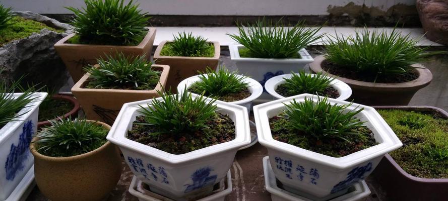 菖蒲养护方法（打造健康美丽的水生植物花园）