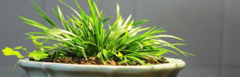 菖蒲养护方法（打造健康美丽的水生植物花园）