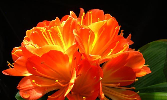 探寻大花君子兰的神秘花语（解析大花君子兰的花语与生命之美）
