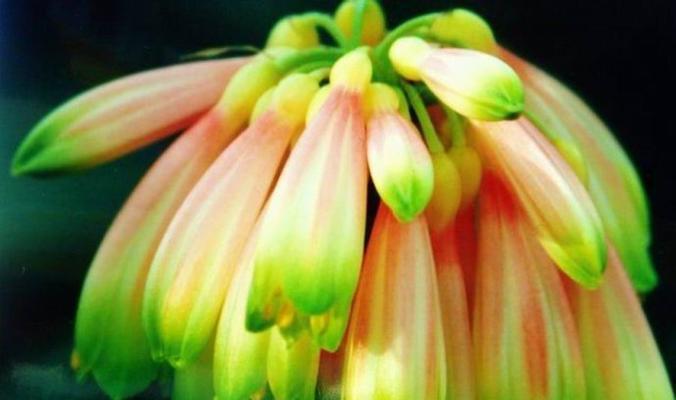 探寻大花君子兰的神秘花语（解析大花君子兰的花语与生命之美）