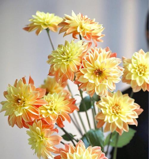 大丽菊的花语与寓意（揭秘大丽菊的花语及其传达的情感与愿望）