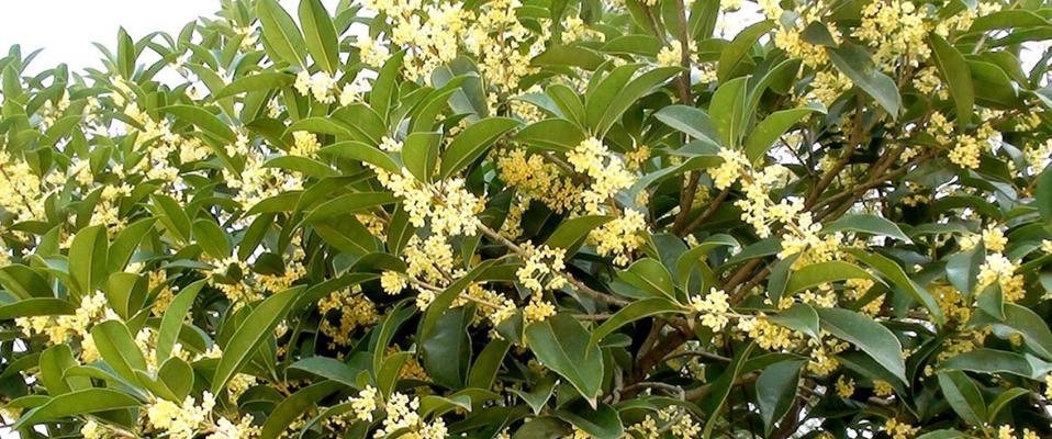 丹桂花语（丹桂花语的深层含义与文化传承）
