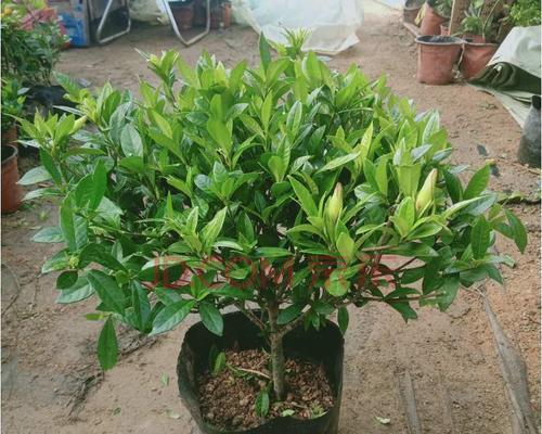 小叶栀子花盆景的养护（让你的盆景更加绚丽多彩）