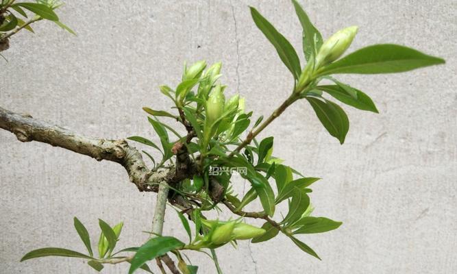 小叶栀子花盆景的养护（让你的盆景更加绚丽多彩）