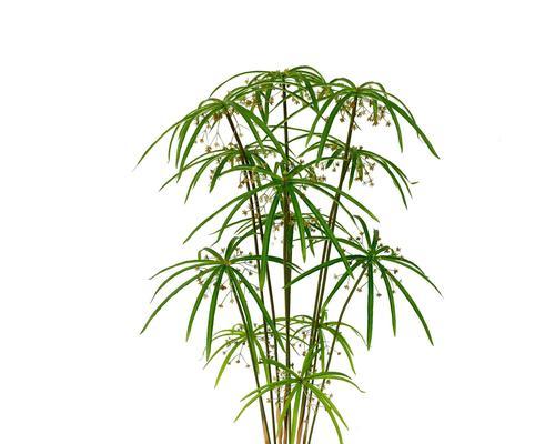 旱伞草不是水生植物（探究旱伞草的生态特征）
