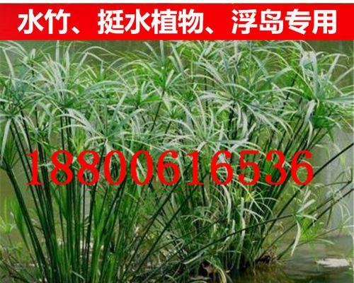 旱伞草不是水生植物（探究旱伞草的生态特征）