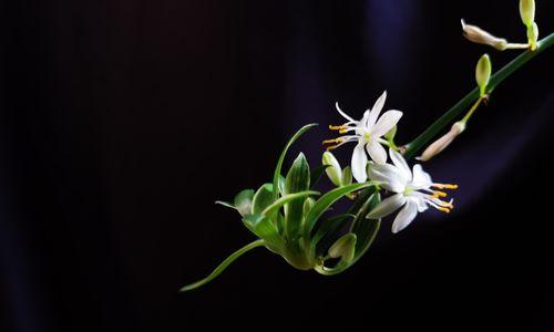 吊兰花的意义与象征（探寻吊兰花的寓意与文化内涵）