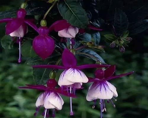 吊钟海棠花语——爱的等待（花开花谢，情深不变）