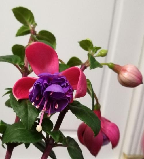 吊钟海棠花语——爱的等待（花开花谢，情深不变）