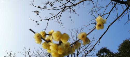 冬天梅花的特点（探寻冬日中的花海奇迹）