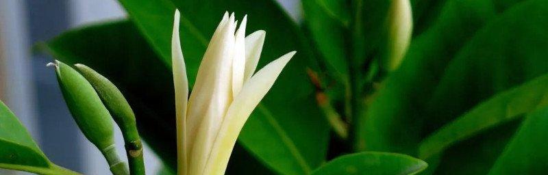 深入了解兰花语的含义与传承（探寻兰花语的深层内涵与历史渊源）
