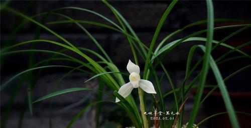 探究兰花语的含义及传统文化意义（兰花语的由来、兰花的象征意义以及文化传承中的重要作用）