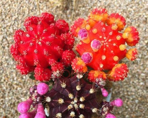 多肉仙人掌花语的奥秘（探寻多肉仙人掌的神秘语言和寓意）