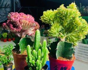 多肉仙人掌花语的奥秘（探寻多肉仙人掌的神秘语言和寓意）