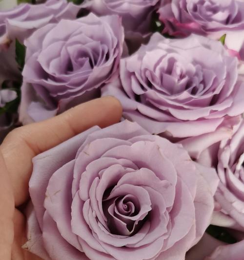 多头玫瑰九星蓝狐花语（爱情之花盛放，蓝狐花语传递爱的真谛）