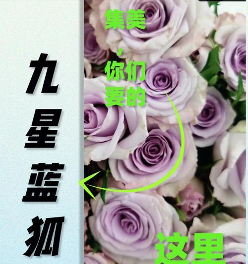多头玫瑰九星蓝狐花语（爱情之花盛放，蓝狐花语传递爱的真谛）